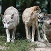 Using Video Surveillance to Advance the Survival of Wolf Populations