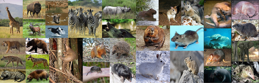 Collage of different types of wildlife
