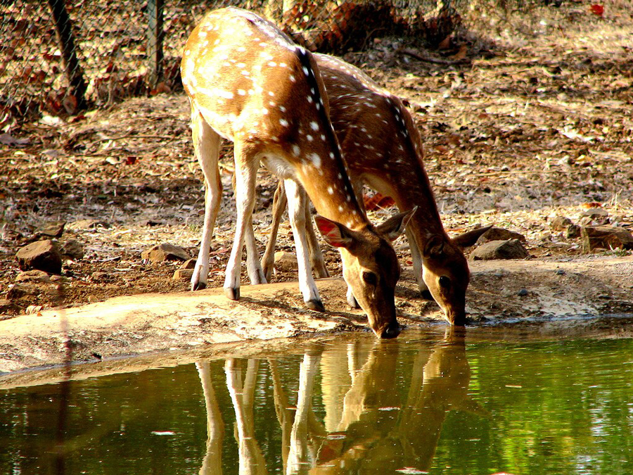 Pair of fawns drinking water in the wild