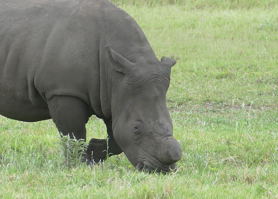 Rhino in the wild feeding on grass